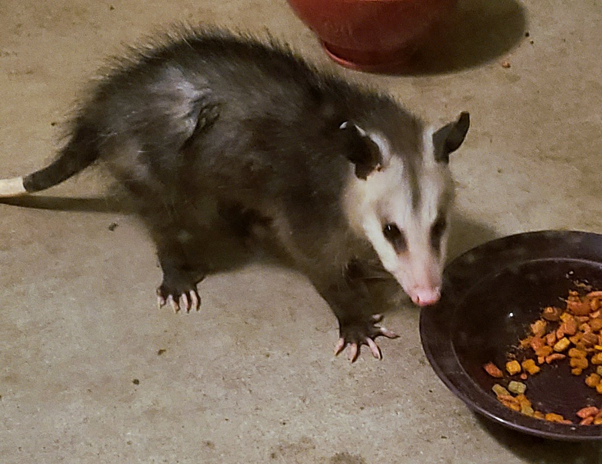 Extra small opossum